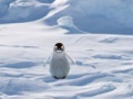 leikur Cannibal Penguin