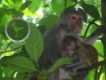 leikur Hidden Animals: Baby Monkeys