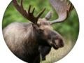 leikur Animal Quiz 