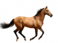 leikur Create Your Own Horse