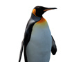 leikur Penguin Painting: Coloring For Kids