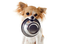 leikur Cutie Dogs: Coloring For Kids