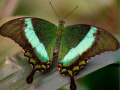 leikur 100 Pics Quiz Online