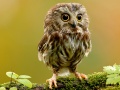 leikur Animal Hidden Stars