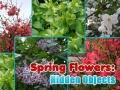 leikur Spring Flowers: Hidden Objects