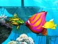 leikur Big Fish Eat Small Fish
