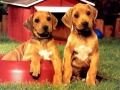 leikur Puppy Pairs Puzzle