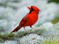 leikur Birds Puzzle