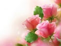leikur Pink Roses