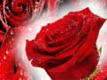 leikur Red Roses