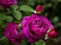 leikur Purple Roses