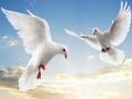 leikur Flying Birds