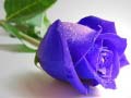 leikur Blue Roses