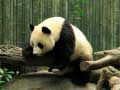 leikur Pandas Puzzle