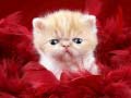 leikur Funny Kitty