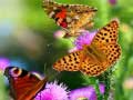 leikur Butterfly Slide