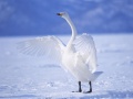 leikur Graceful Swans