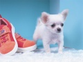 leikur Lovely Puppy Puzzle