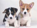 leikur Cute Puppies Puzzle