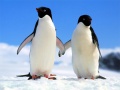 leikur Penguin Puzzle