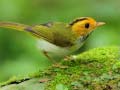 leikur Birds Slide