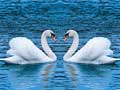 leikur Swans Slide