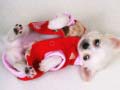 leikur Lovely Puppy Slide
