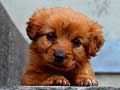 leikur Puppy Puzzle