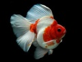 leikur Gold Fish Jigsaw Puzzle