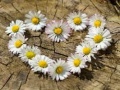 leikur Daisy Heart Jigsaw