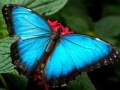 leikur Nature Jigsaw Puzzle Butterfly