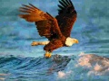 leikur Animals Jigsaw Puzzle Eagle