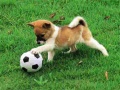 leikur Playful Puppy Outdoor Puzzle