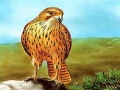 leikur Birds of Prey Slide
