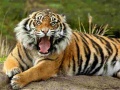 leikur Animals Jigsaw Puzzle Tiger
