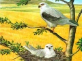 leikur Birds Of Prey Puzzle