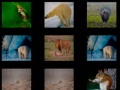 leikur Animal Memory