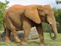 leikur Animals Jigsaw Puzzle - Elephants
