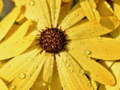 leikur Flower Petals Raindrop Jigsaw