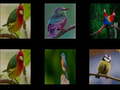 leikur Memorize the birds