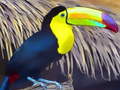 leikur Toucan Bird Jigsaw