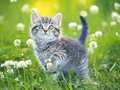 leikur Kittens Jigsaw