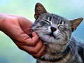 leikur Tickling Cat