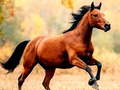 leikur Horse Slide