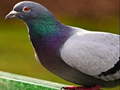 leikur Pigeon Jigsaw Puzzle