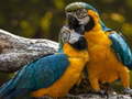 leikur Parrot Jigsaw