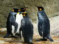 leikur King Penguin Jigsaw