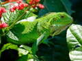 leikur Wild Iguana