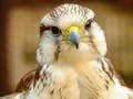 leikur Gyrfalcon Jigsaw