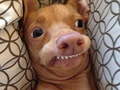 leikur What meme dog are you ?